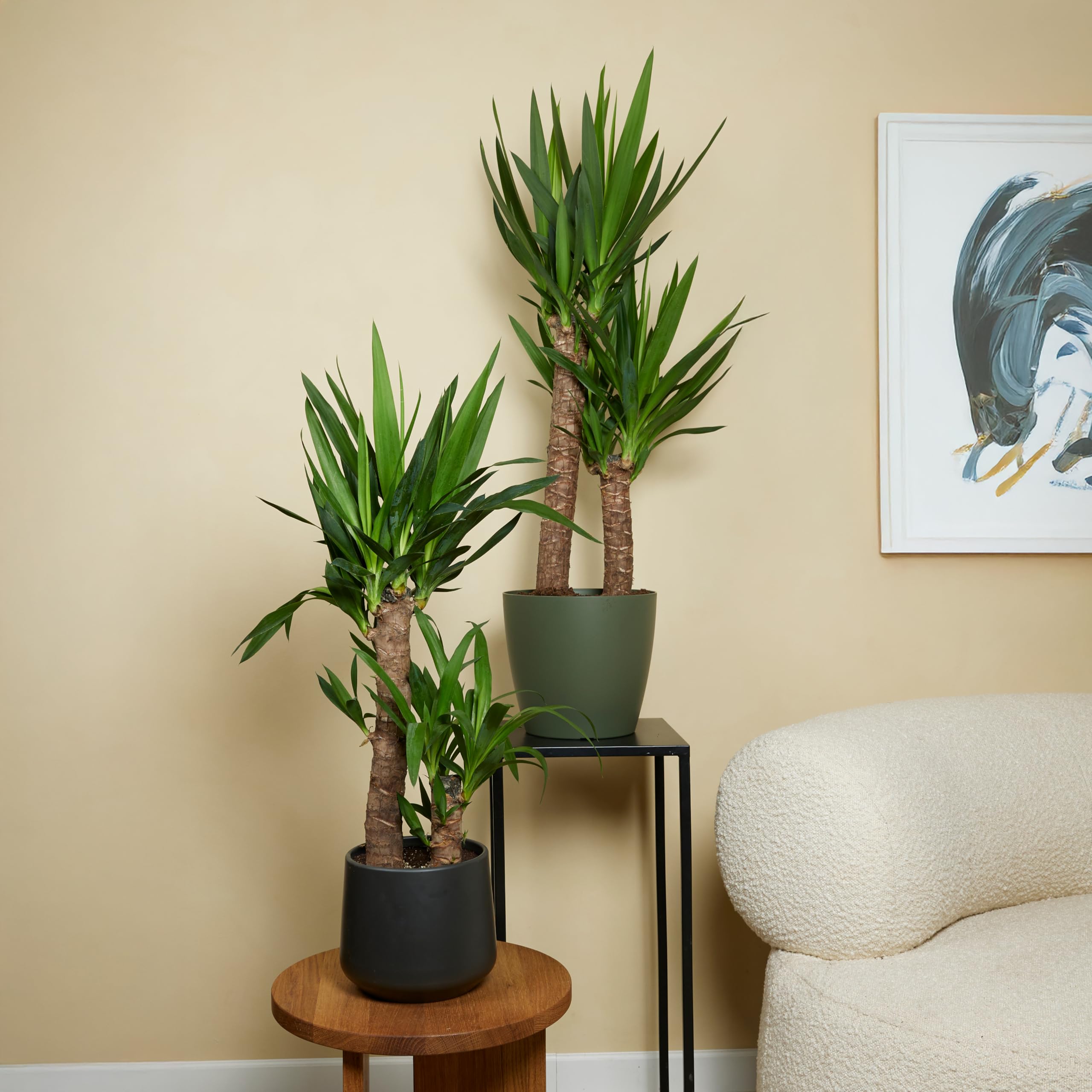 Bloomique - Set di 2 - Yucca elephantipes - Giglio delle palme - Pianta da interno - Purifica l’aria - Facile da curare - Alte 60-70 cm - Vaso 17 cm