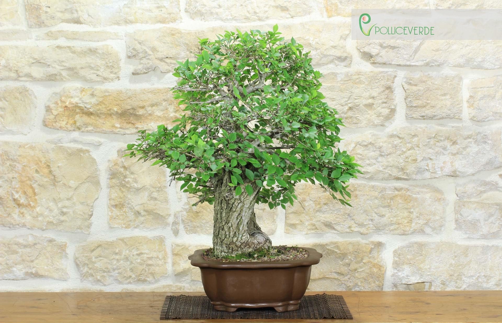 Bonsai di Olmo Campestre (54)