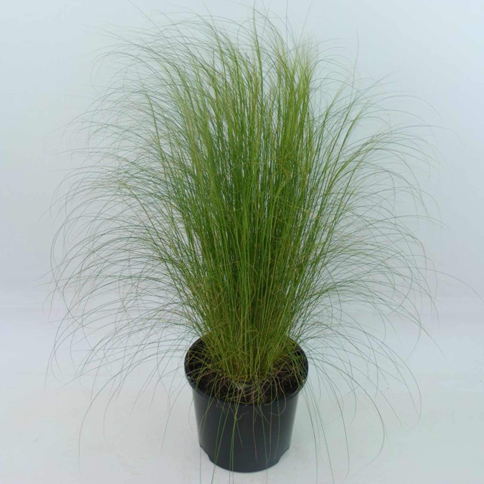 Suttons Stipa Tenuissima, Nassella, Mexican Feather Grass, Ornamental Grass, Perennial, Hardy, Ideal for Patio Pots, Beds and Borders, 1 x 3-Litre Potted Plant