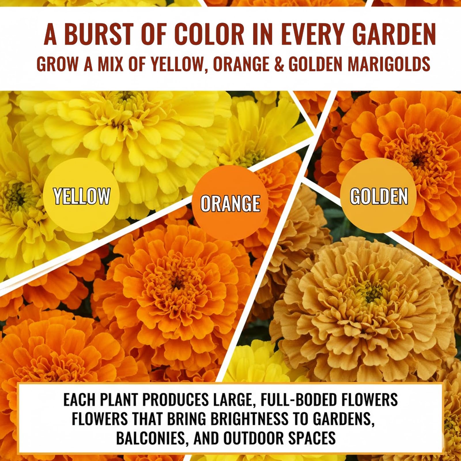 Marigold Flower Seeds - Multicolor Pack (100 Seeds) -4