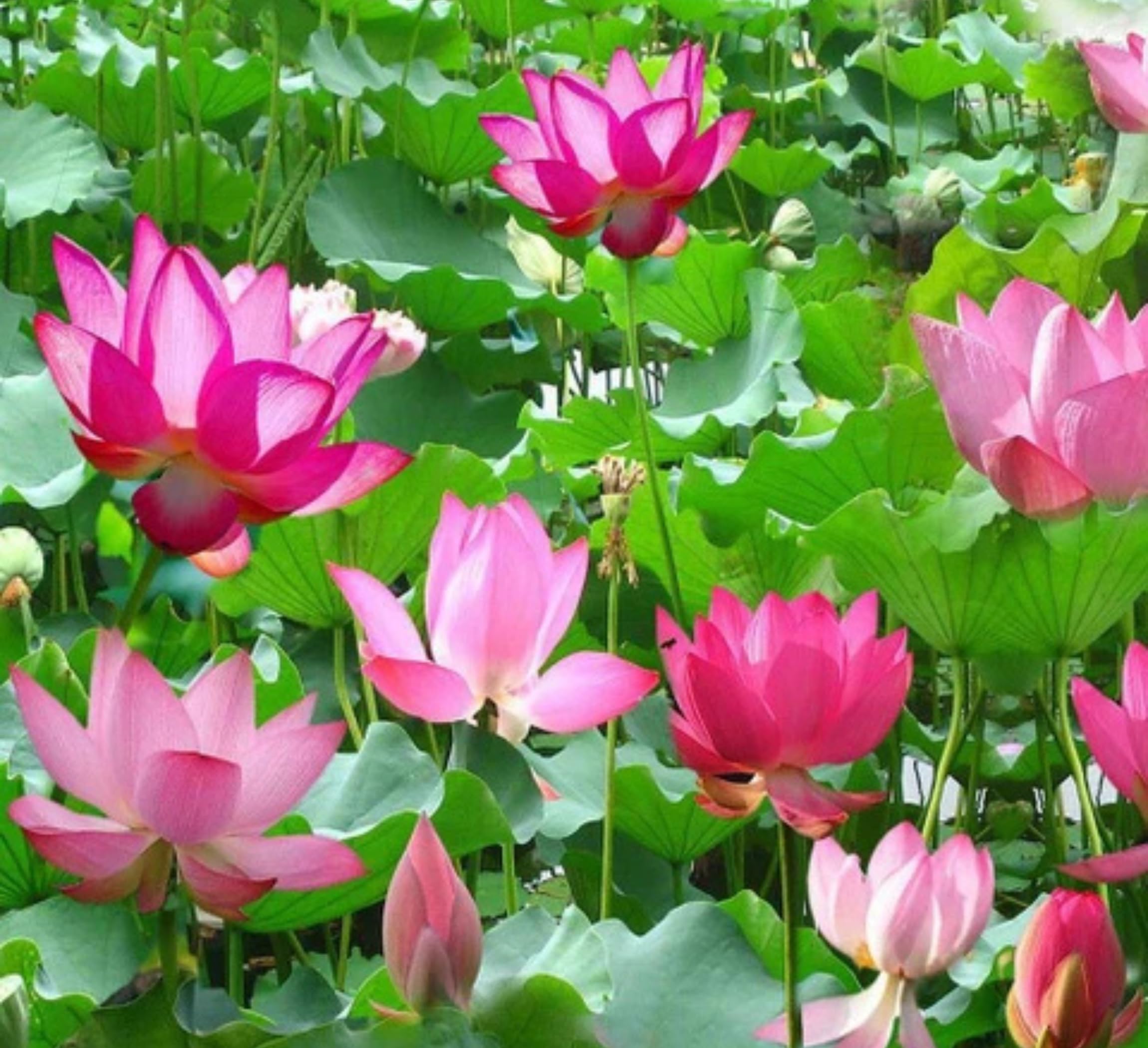 Red Lotus Plant - Blooms in 30 Days! -18