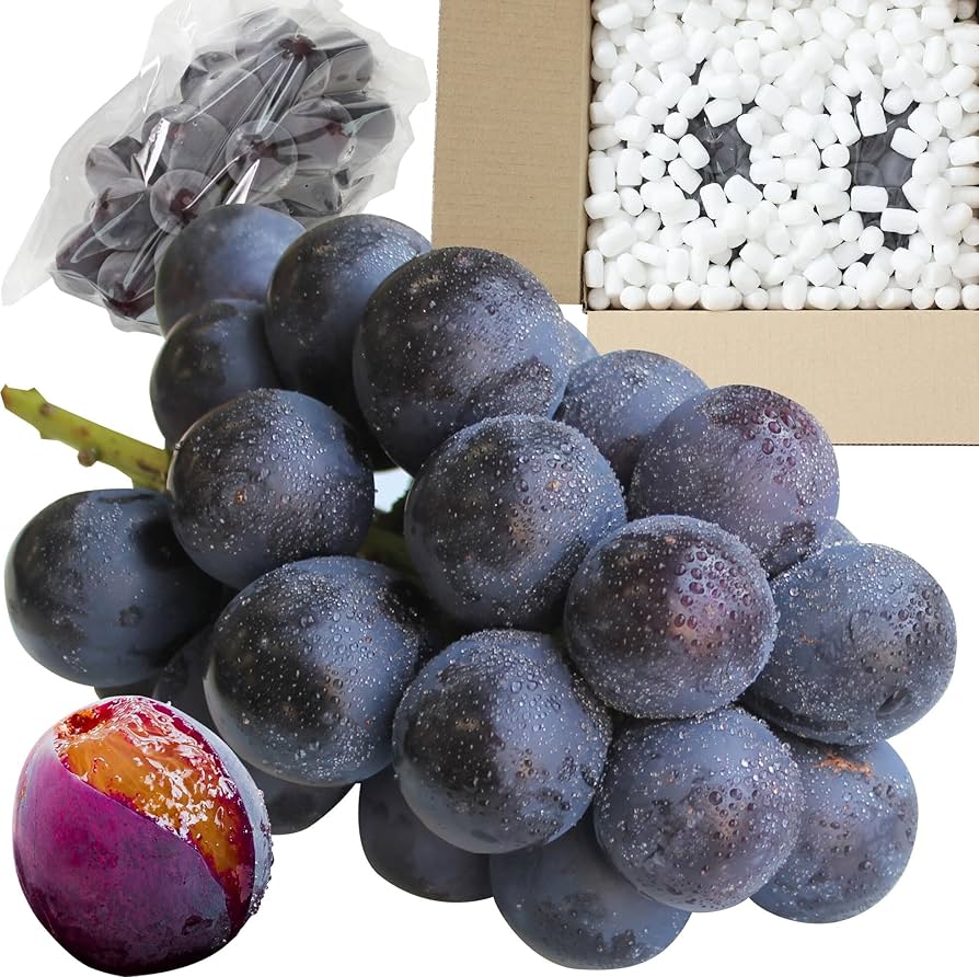 信州産長野パープルふた房・隙間にセイブル 信州産長野パープルふた房・隙間にセイブル ナガノパープルの畑に