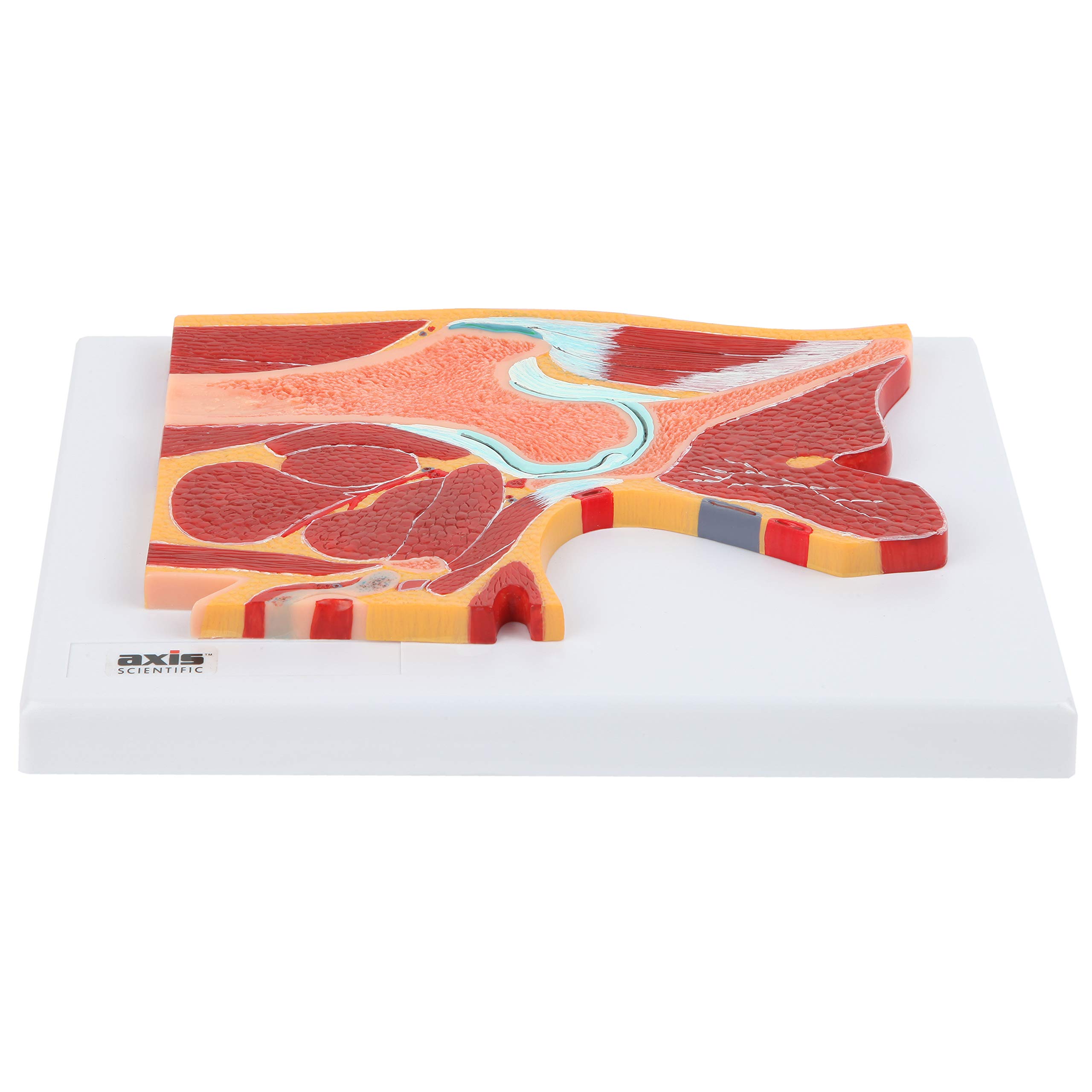 Axis Scientific Pelvic Joint Section Anatomy Model