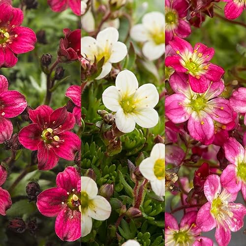 Carbeth Plants Alpine 6 Pack Saxifraga Mixed Hardy Plants -