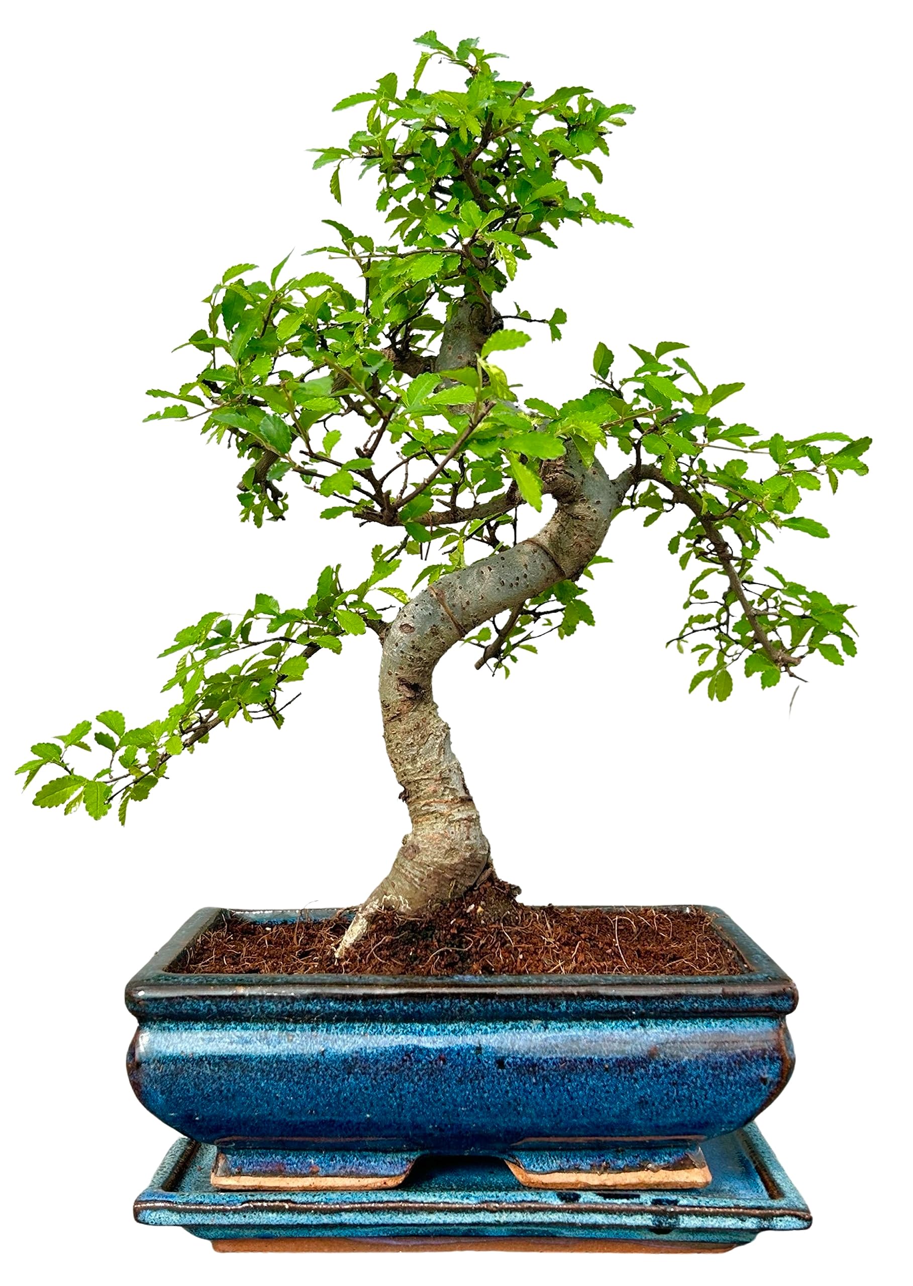 Bonsai Trees (9yr Old S Style Elm)