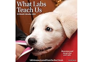 2024 What Labs Teach Us Wall Calendar