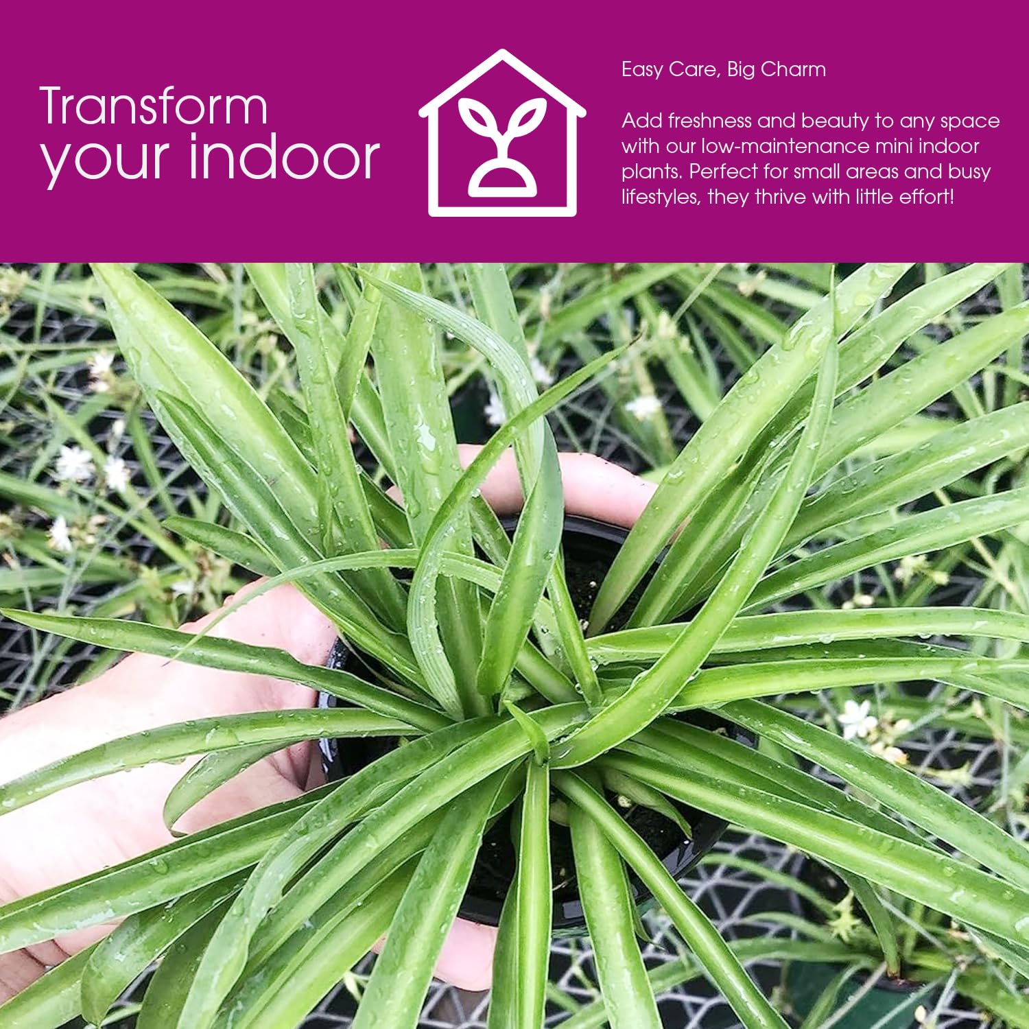 Amazon.com : Solid Green Spider Plant Large Size - Low Maintenance,  Air-Purifying, Thrives in Home & Office - Perfect for Plant Enthusiasts -  Live Houseplant in Potting Soil (1) : Patio, Lawn & Garden