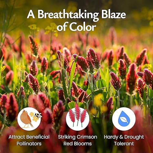 Miniatura 3 de Semillas de trébol carmesí para plantar, más de 10,000 semillas de primera calidad, atraen a los polinizadores, sin OMG