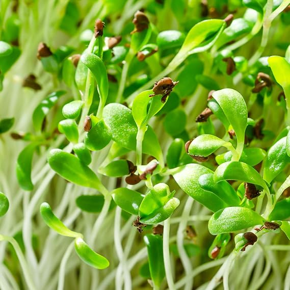 PREMIER SEEDS DIRECT - MICROGREEN/Sprouting Seeds - Alfalfa - Organic (200 Grams)