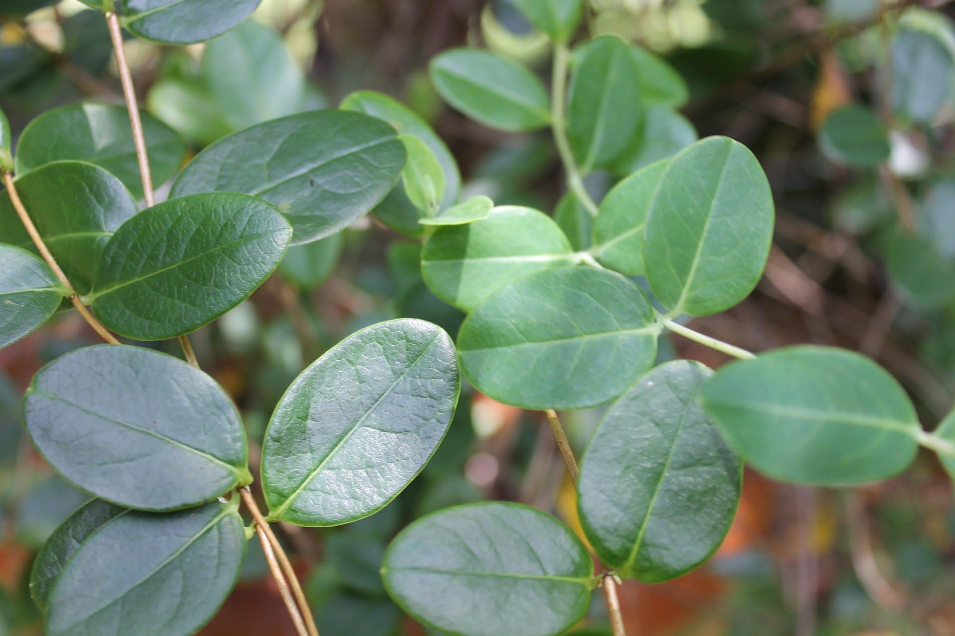 Trumpet Honeysuckle
