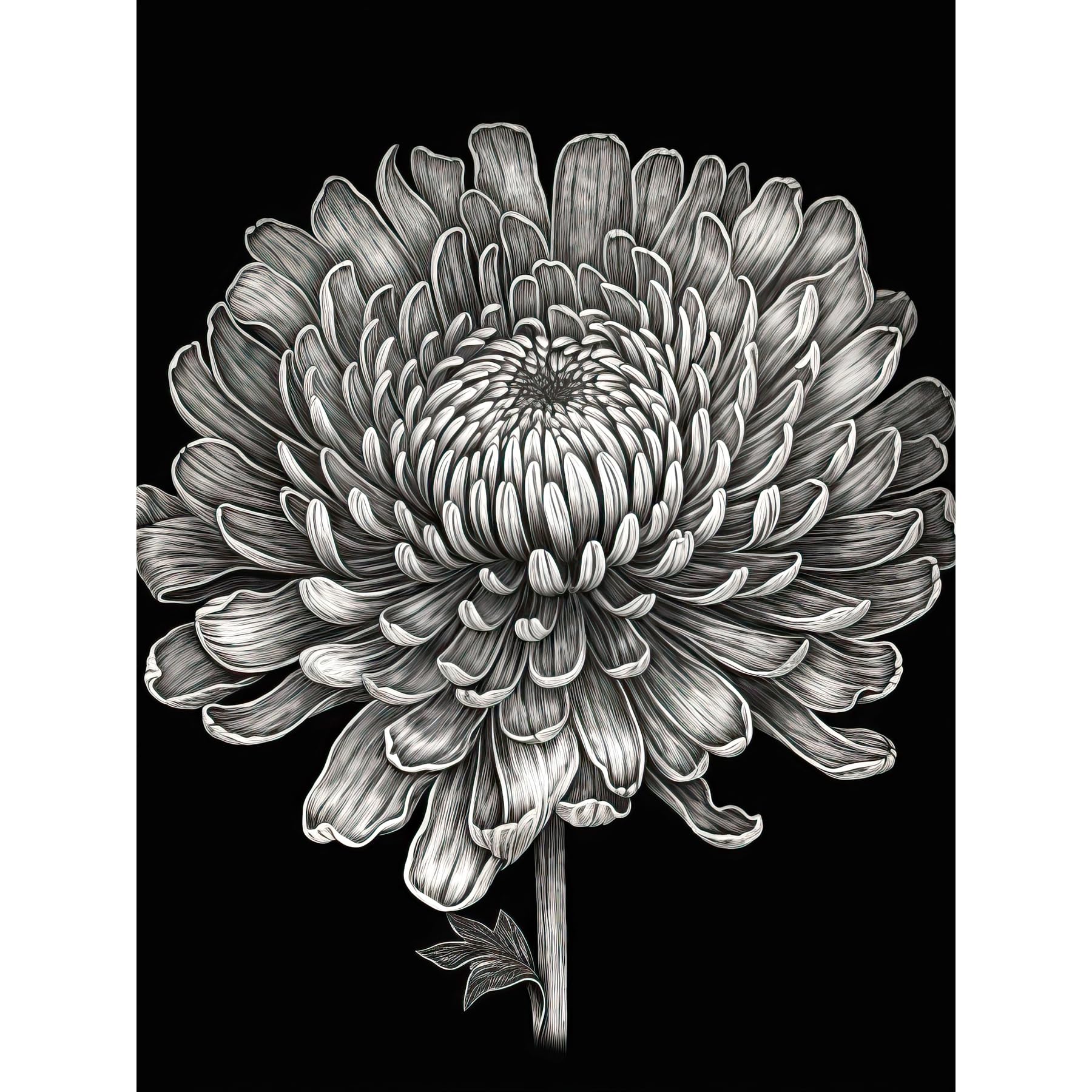 Artery8 Detailed Chrysanthemum Flower Bloom Illustration Extra Large XL Wall Art Poster Print