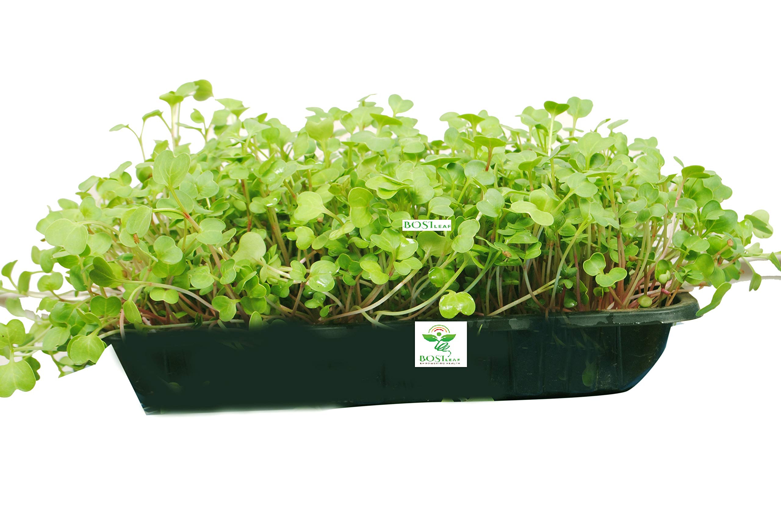 See full amazon price history chart for BOSI Leaf Easy Growing 3 Varieties of Radish Microgreen Seeds (Rambo Purple, Pink and White Radish Seeds) | with Growing Instruction Seeds (200 G) BOSI Leaf Easy Growing 3 Varieties of Radish Microgreen Seeds (Rambo Purple, Pink and White Radish Seeds) | with Growing Instruction Seeds (200 G) (B08S62ZR93) Amazon Price History, Amazon Price Tracker