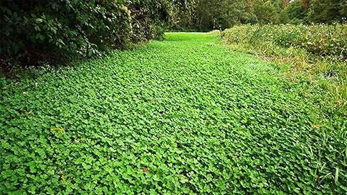 Miniatura 6 de Hancock Seed Co. Semillas de trébol blanco Durana, certificadas, 25 libras.