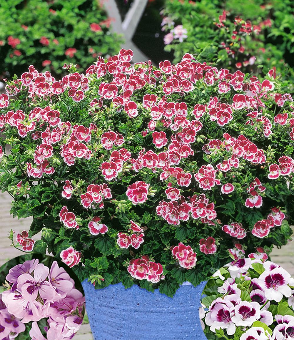 BALDUR Garten 3x Duft-Geranie 'Moskito-Schocker®', Pflanzen im 10,5 cm-Topf, zitronenartiges Aroma gegen Mücken & Wespen, ideal für Kübel & Balkonkästen, farbenfrohe Mischung