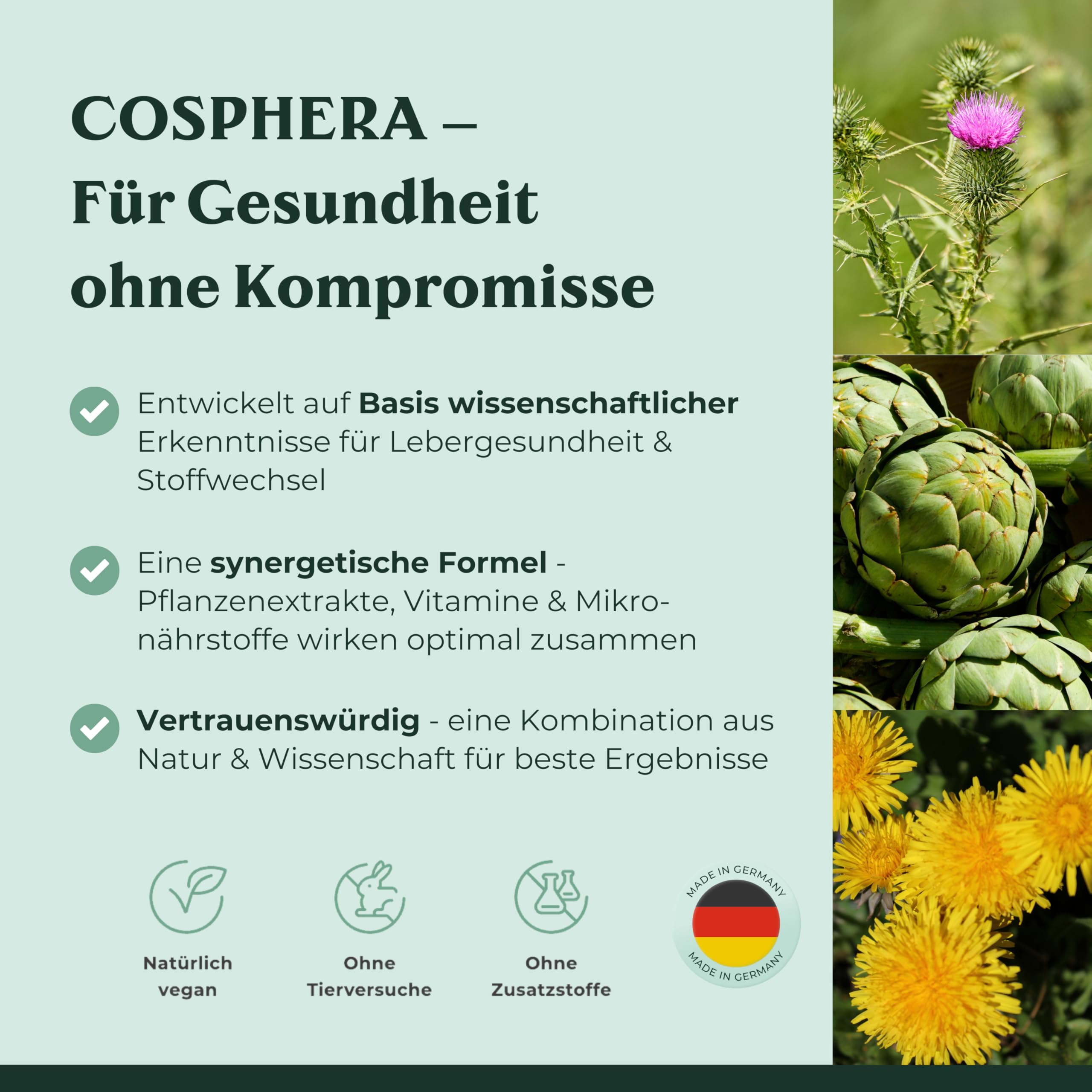 Leber Kur Mariendistel Kapseln hochdosiert - mit 80% Silymarin, Artischockenextrakt, Löwenzahn & Cholin - Unterstützt die Leberfunktion, vegan - 8-Fach Leberkomplex von Cosphera