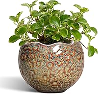 Vista 19 de Macetas de Cerámica Thirtypot - Maceta de 4 Pulgadas con Agujero de Drenaje, Macetas Pequeñas para Plantas de Interior y Exterior, Maceta Redonda