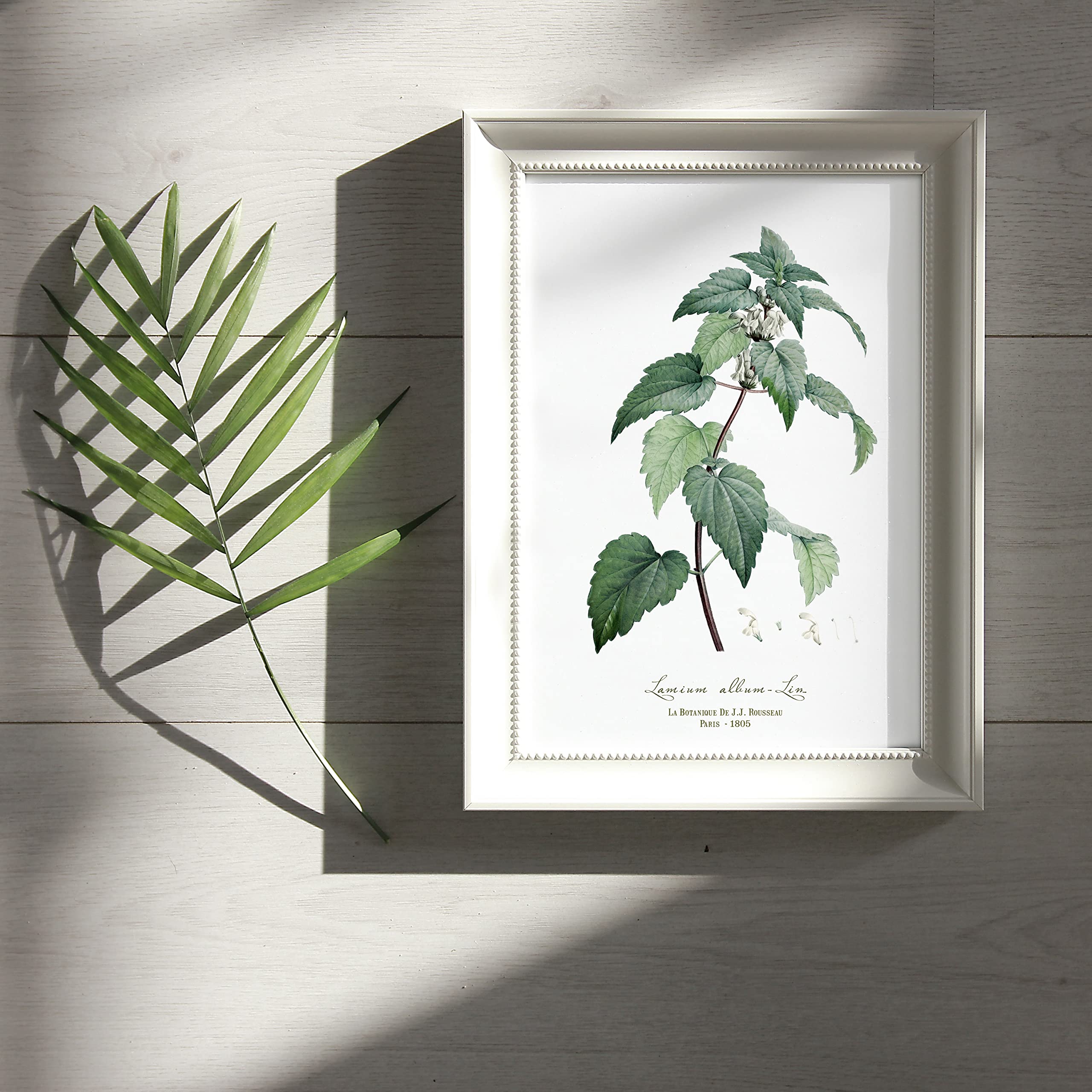 Juego De 6 Estampados Botánicos Enmarcados Park Hill Collection: Naturaleza Vintage Para Tu Pared (Madera Envejecida)