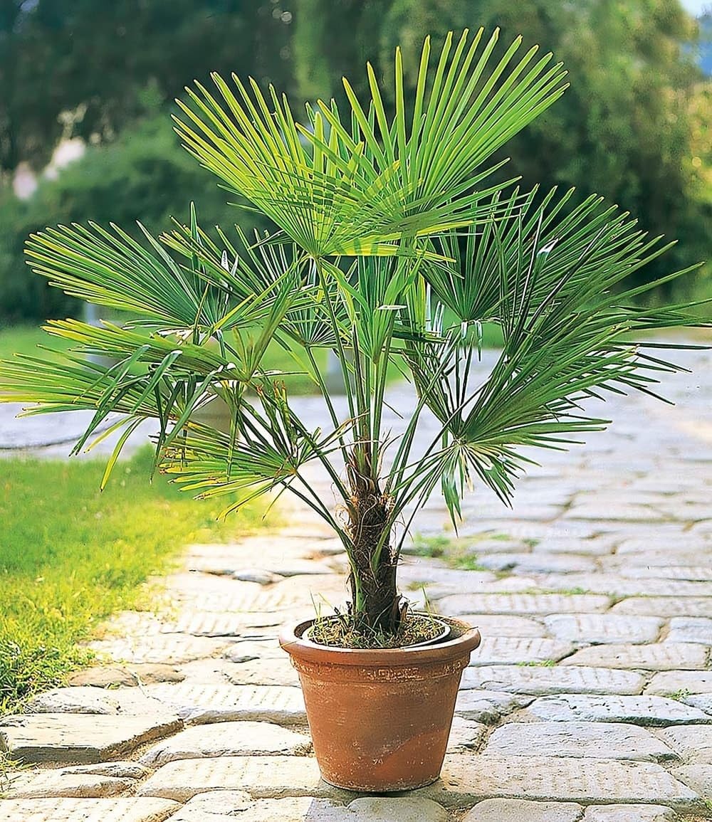 BALDUR Garten Kübelpalme Winterharte