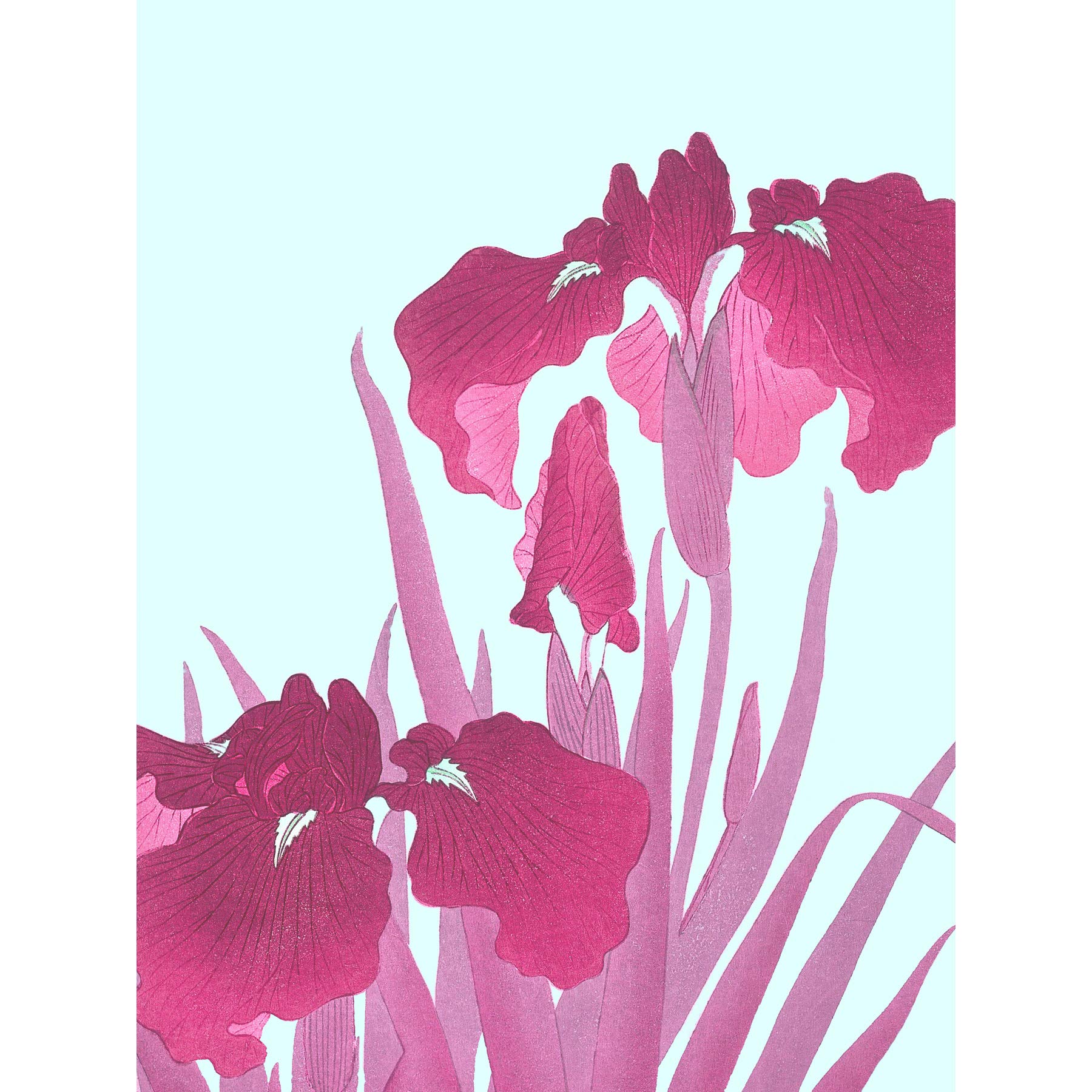 Wee Blue Coo Ohara Koson Pink Iris Flowers Art Print Poster Wall Decor