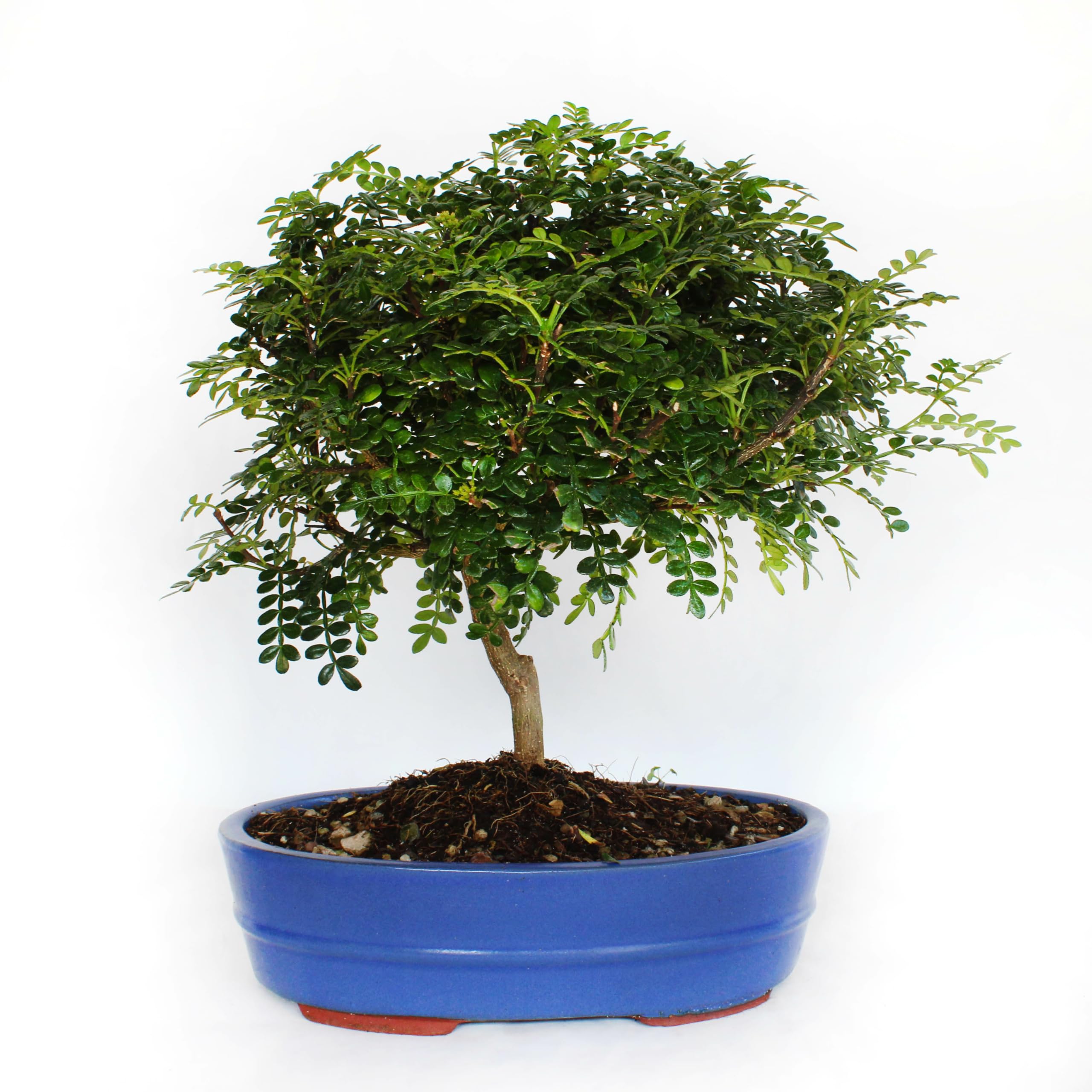 Bonsaï Zanthoxylum Piperitum Poivre du Sichuan H 30-40 cm Pot Ø 26 cm