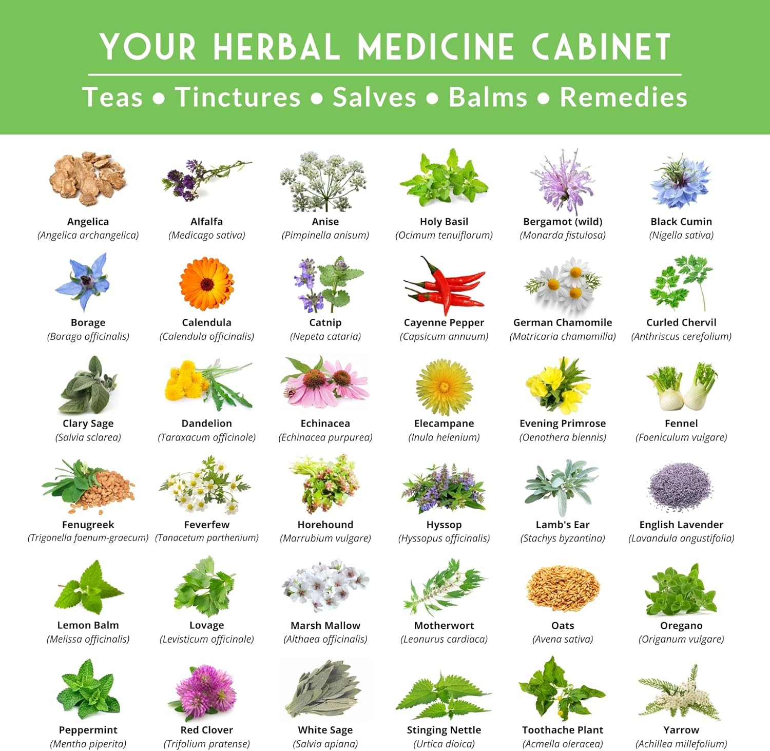 Ultimate Medicinal Herb Seeds Variety Pack – 36 Heirloom Non-GMO Healing Herbs for Planting | Wellness & Apothecary Garden Kit for Herbalists, Homesteaders – Survival Garden Seeds (28,000+)