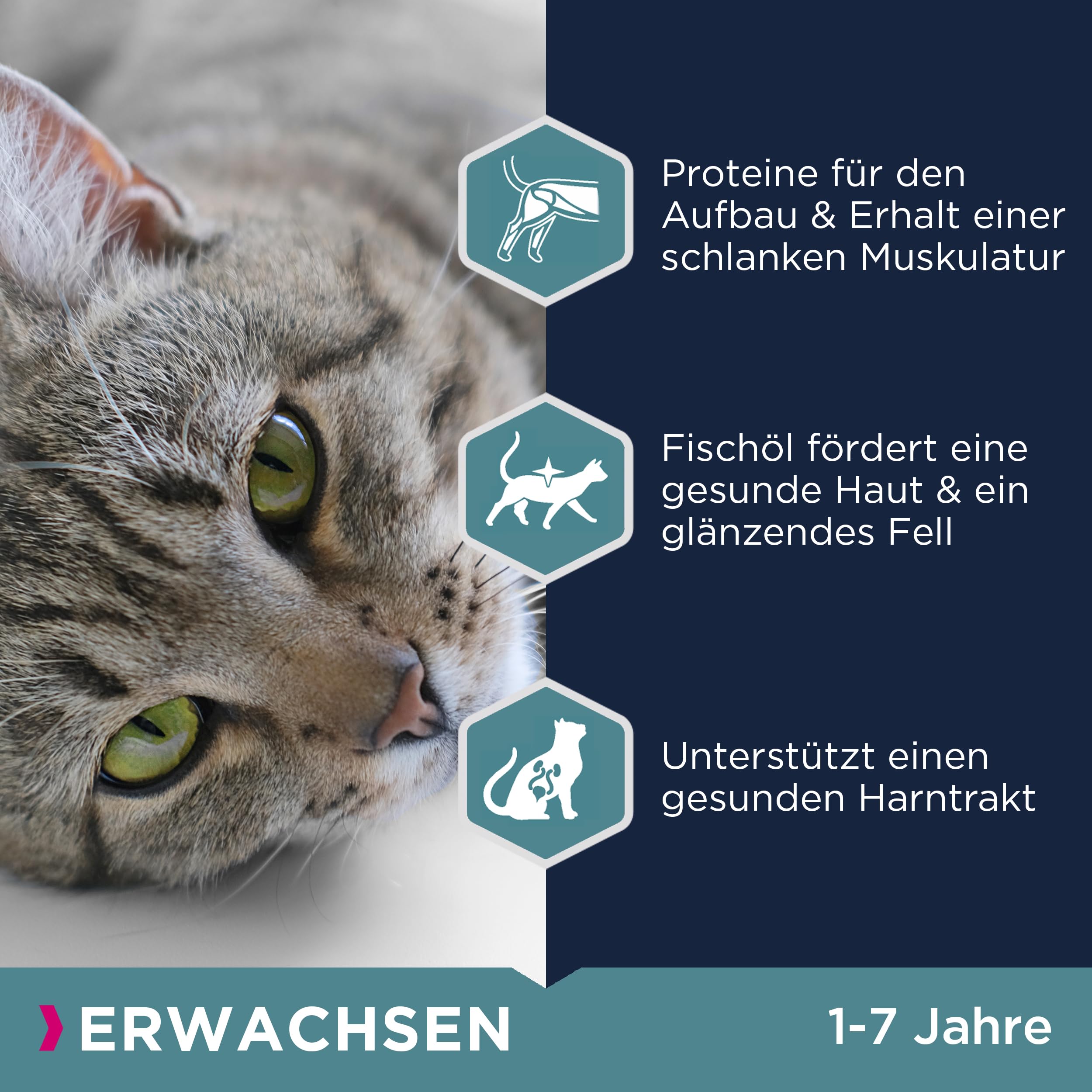 Eukanuba Katzenfutter trocken mit frischem Huhn, 10 kg | Premium Trockenfutter | mit hohem Fleischanteil | für erwachsene Katzen ab 1 Jahr