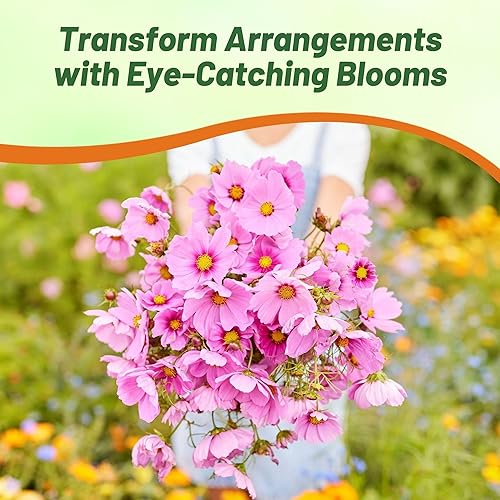 Miniatura 6 de Outsidepride 1000 semillas anuales Cosmos Bipannatus Gloria Pink Cut Flower Seeds para plantar