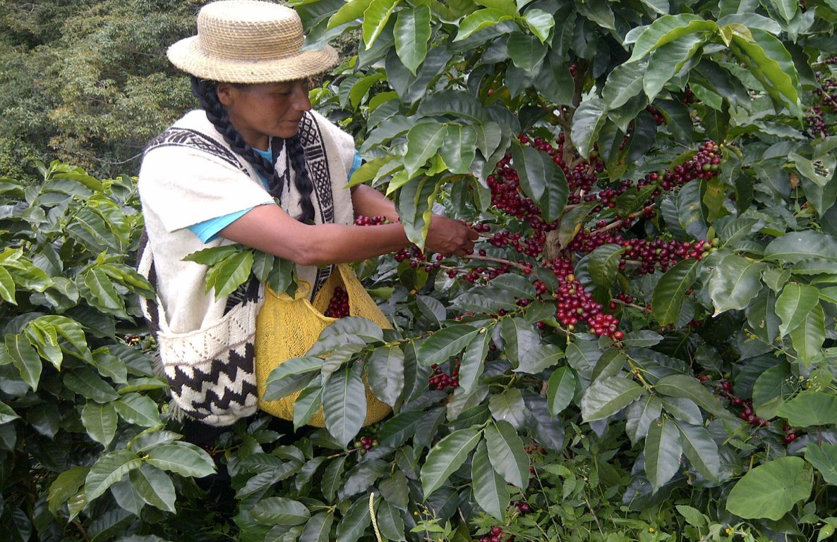 GREEN MAYA Saint Peters Association Arabica Coffee Beans 100% Certified Organic Colombia Single Origin Coffee Espresso