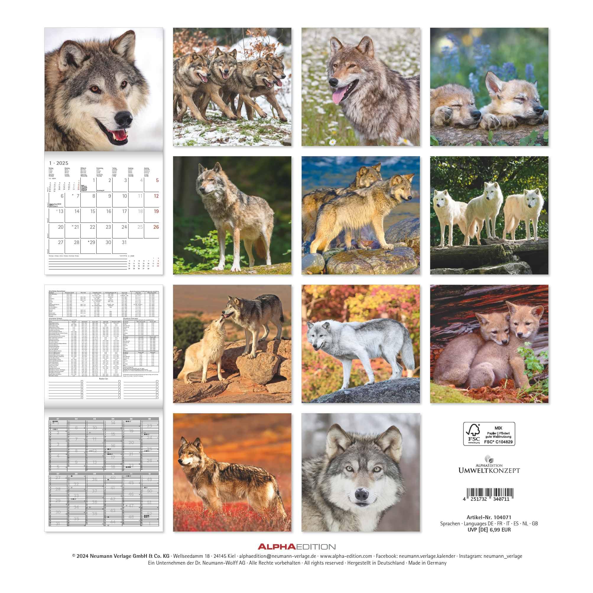Wölfe 2025 - Broschürenkalender 30x30 cm (30x60 geöffnet) - Kalender mit Platz für Notizen - Wolves - Bildkalender - Wandplaner - Alpha Edition