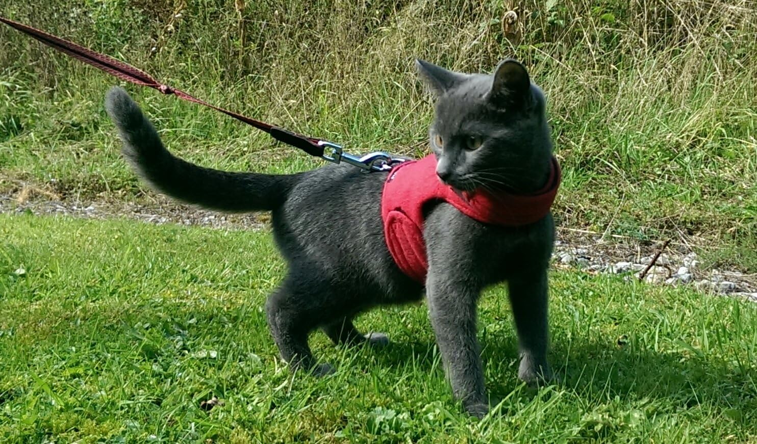 Mynwood Cat Jacket/Harness Blue Adult Cat Pet Supplies