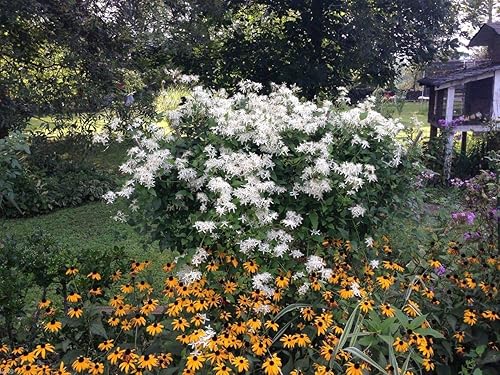 Miniatura 2 de 1220-Confederate Jasmine Vine (Trachelospermum) Seeds por Robsrareandgiantseeds UPC0764425789031 Sin OMG, orgánico, cultivador estadounidense,