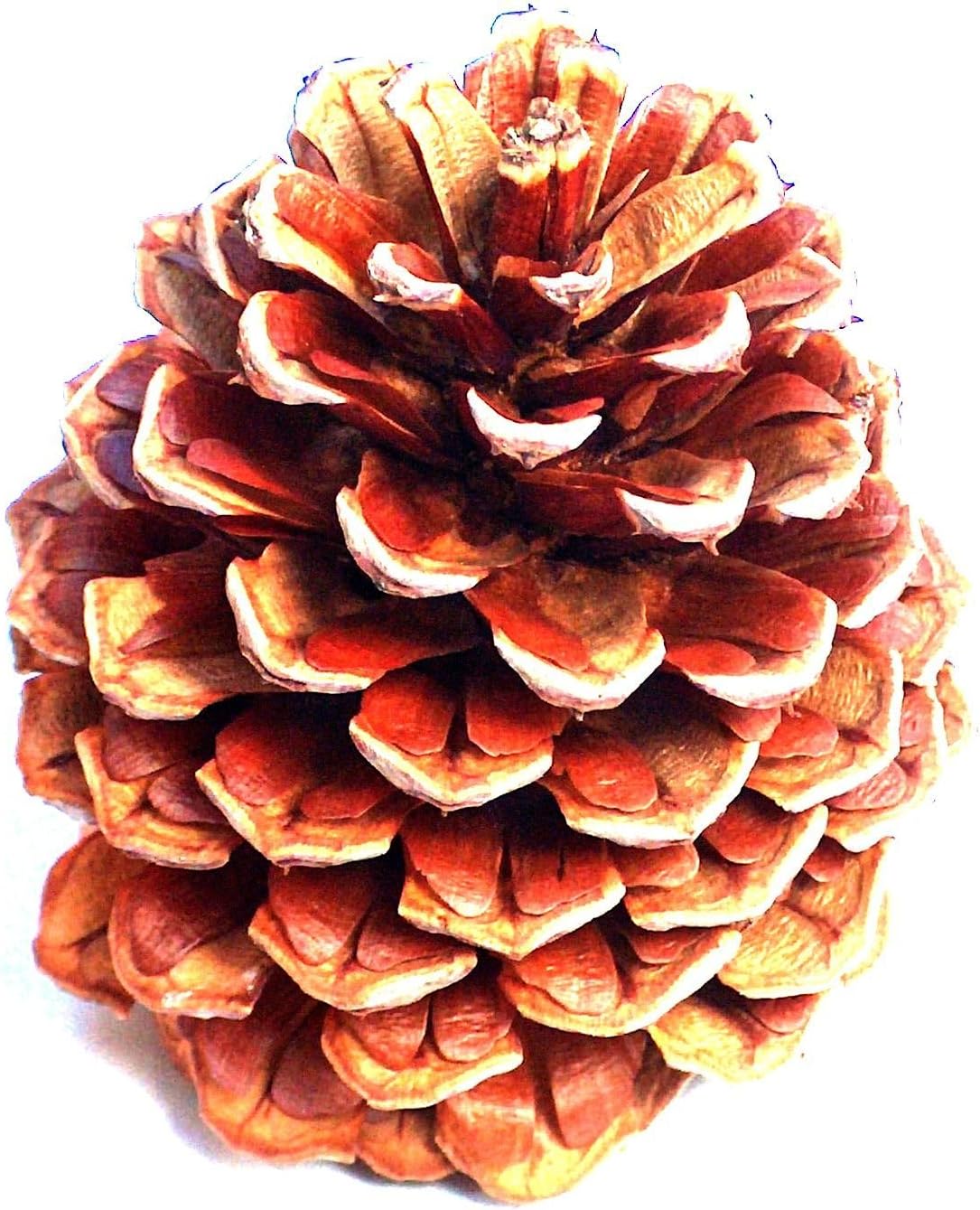 Natural Ponderosa Pine Cones Accent Decorations 3 to 4" Box 24