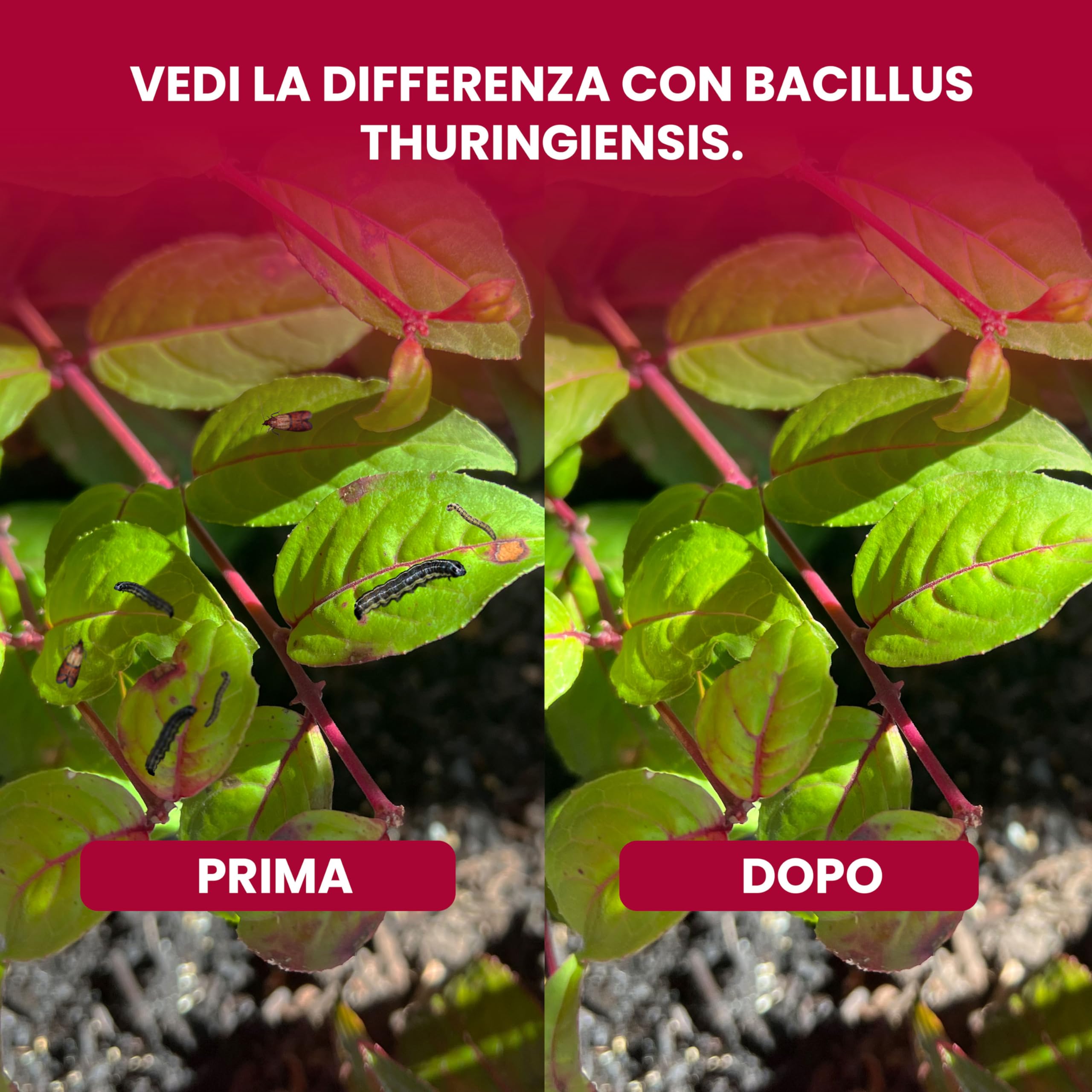 LERAVA Bacillus Thuringiensis Kurstaki 100 g Insetticida biologico larvicida per piante