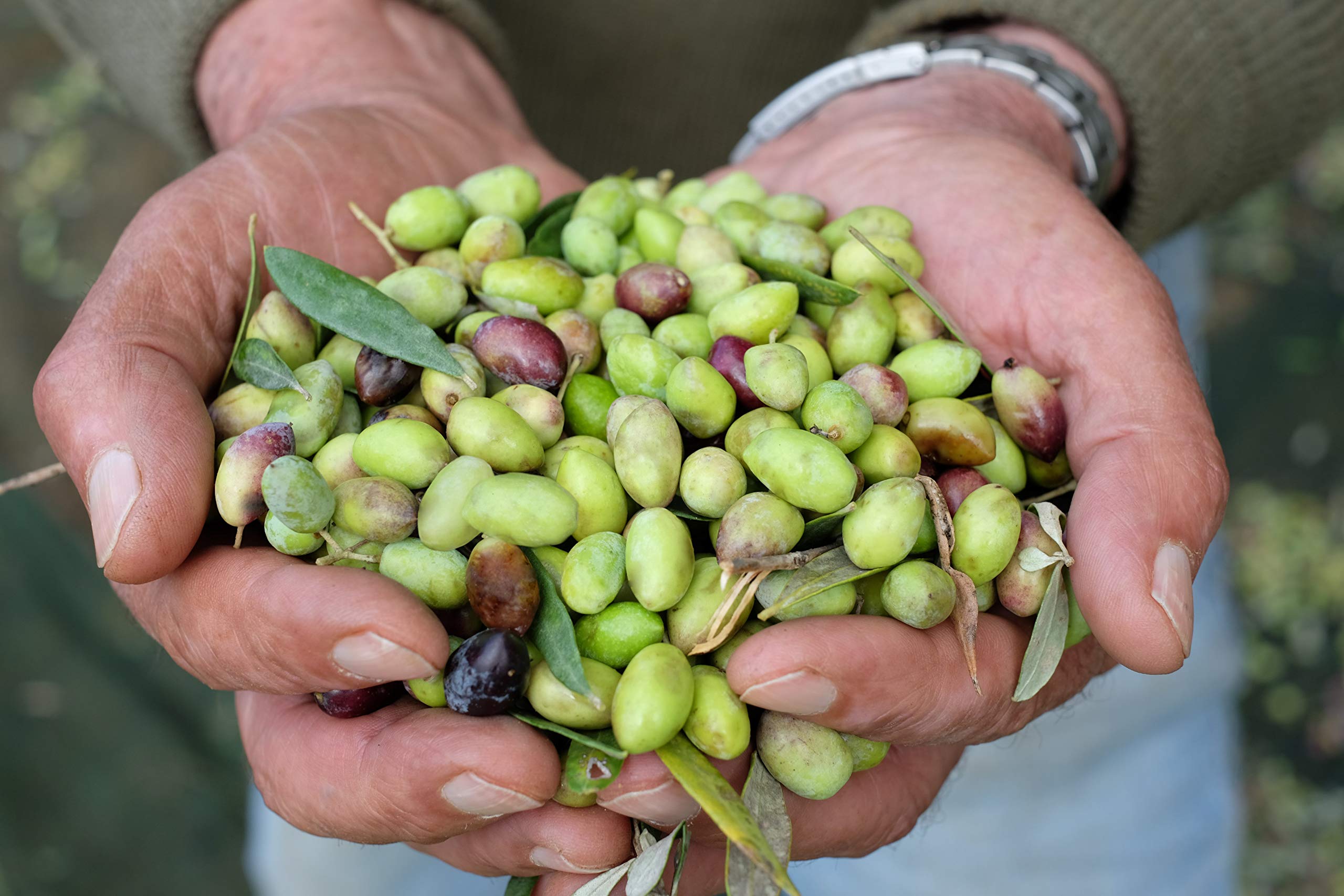 Amazon | フシコス エキストラヴァージンオリーブオイル レギュラー