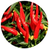 Benefits of Cayenne