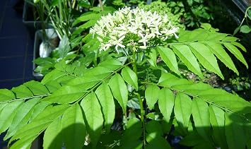 Curry Leaf Tree (Murraya Koenigii) -Indian Fragrant Sweet Neem Leaves Plant- Large