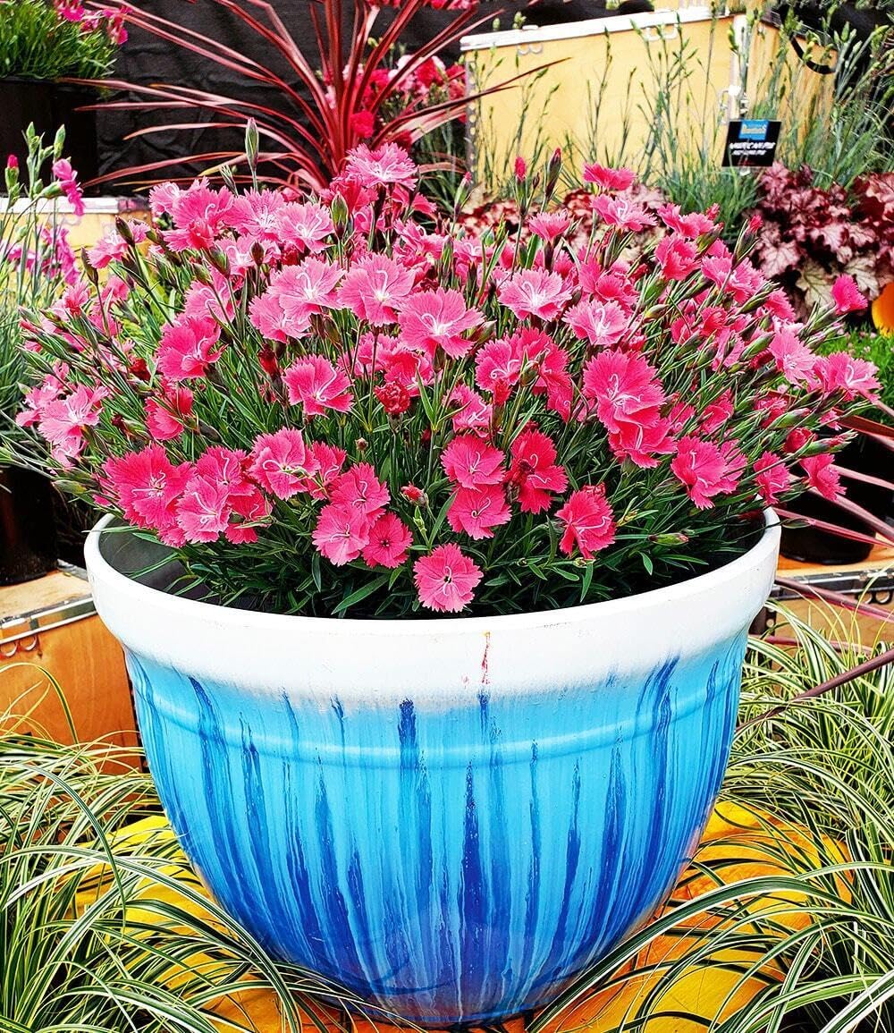 BALDUR Garten 18x Bodendecker-Nelke Vivid®, Pflanzen im 9x9 cm-Topf