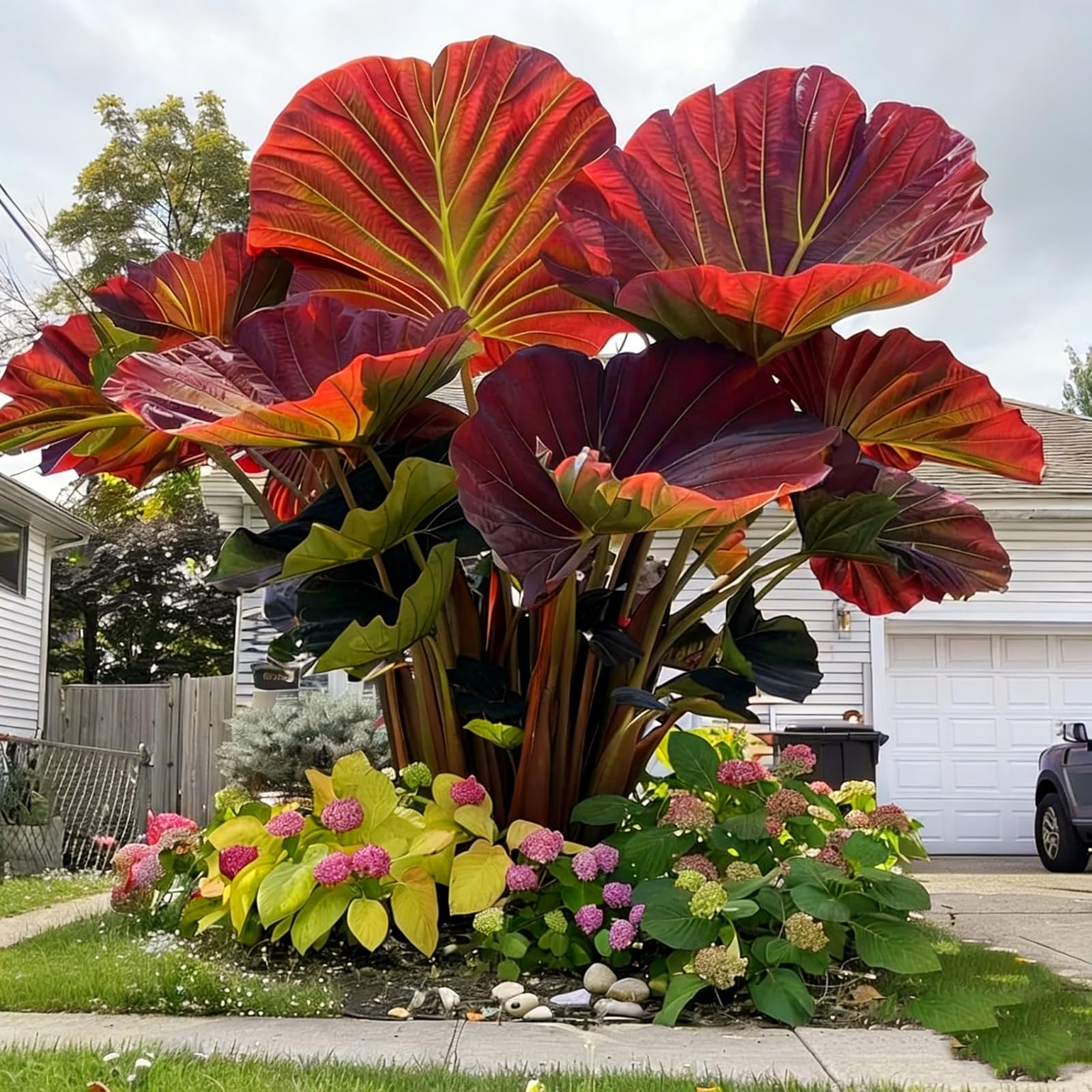 Bulk Elephant Ear Surprise Growth, Colocasia Gigantea Bulbs, No Watering Required, Drought Tolerant-8Bulbs-g