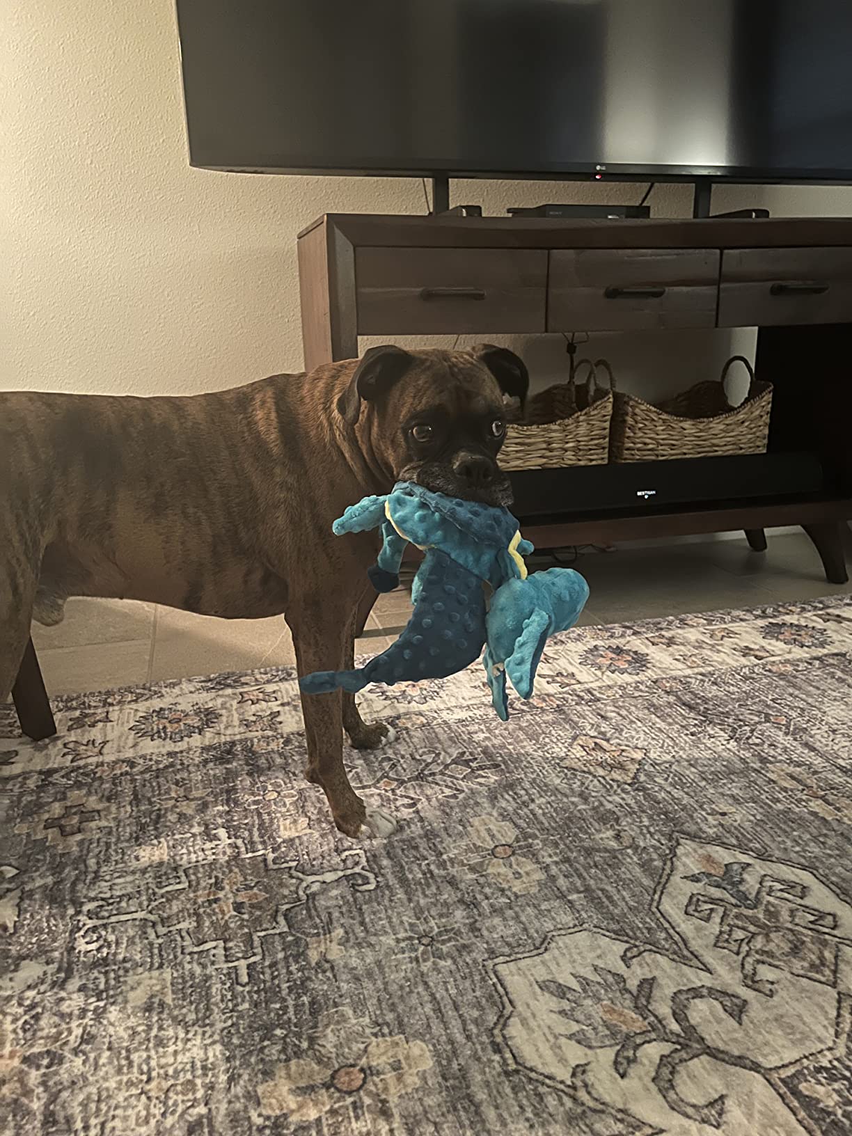 Buy BarkBox Squeaky Dog Toys - Plush and Squeak Chew Toys | Puppy and ...