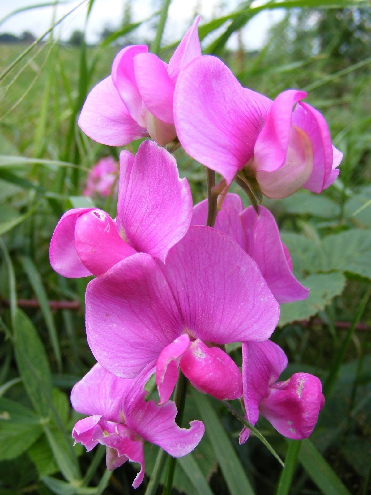 Buy Flower Seeds 20 Seeds of Everlasting Pea, (Perennial Pea