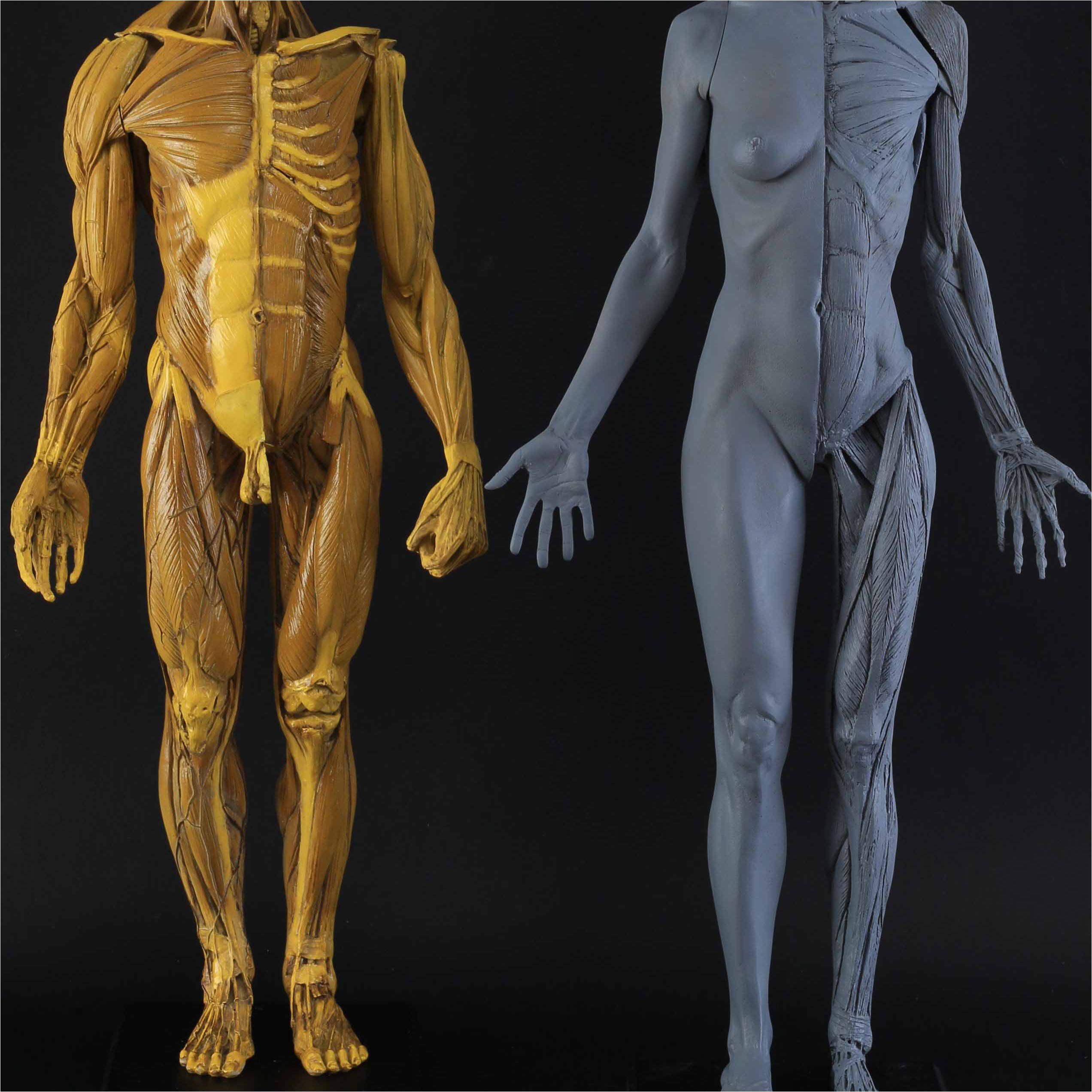 Modèle de Figure d'anatomie Humaine - Modèle d'os Musculaire Anatomique Humain de 23,6 Pouces - Figure d'anatomie féminine et Masculine pour l'étude de Dessin d'artiste médical,A