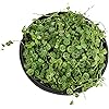 Product Photo 7