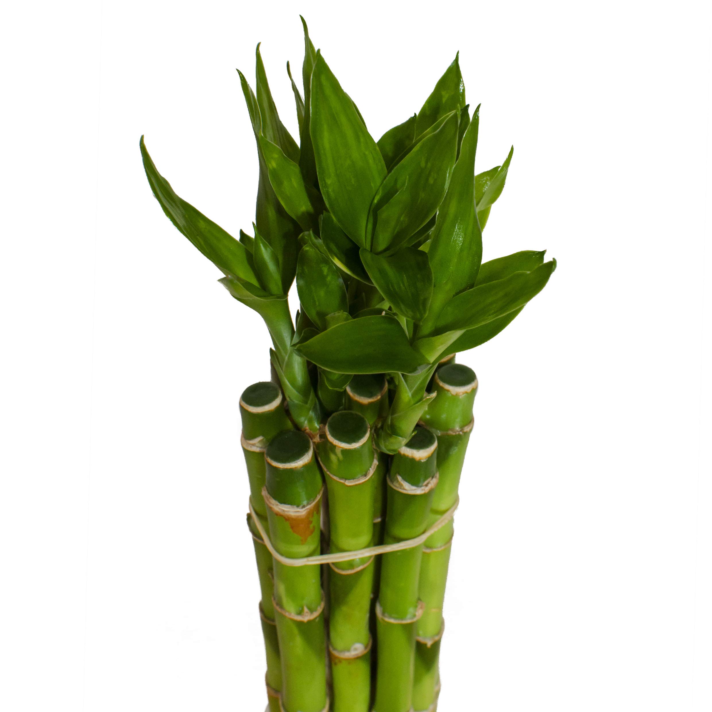 Lucky Bamboo Glücksbambus - Gerade in verschiedenen Groessen - Zimmerbambus Gluecksbambus Zimmer Deko Bam Boo dracaena sanderiana Zimmerpflanze (10, 90 cm)