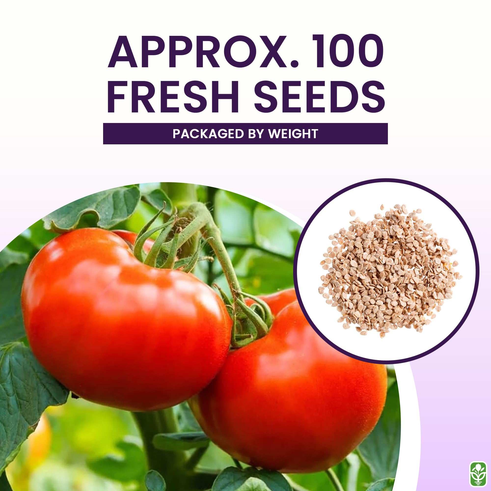 Amazon.com : Ace 55 Heirloom Tomato Seeds for Planting Outdoors