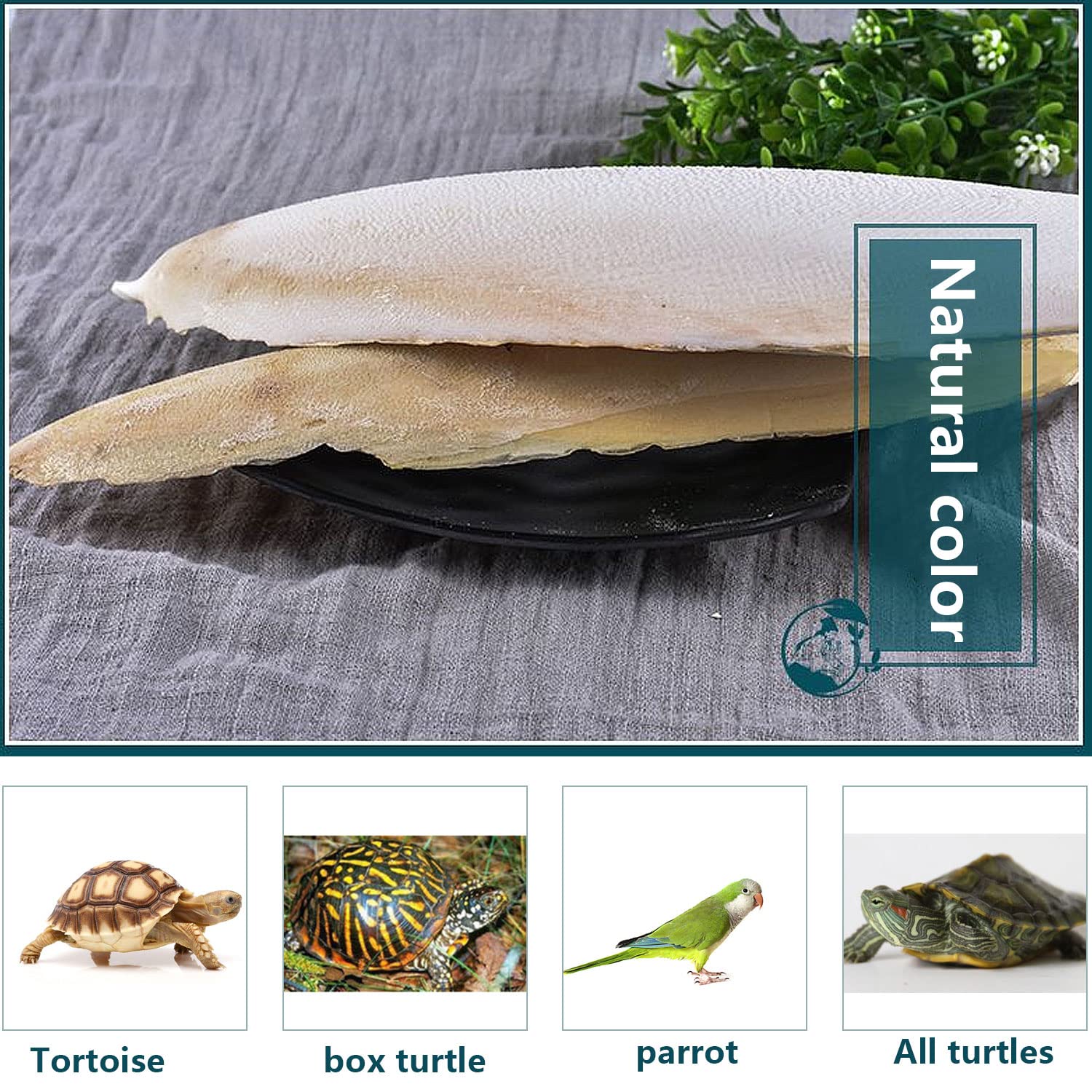 Newsmy 4 Pack Cuttlefish Bone for Birds, Natural Cuttlebone for Parrots and Budgies, Calcium Chew for Beak Care, Suitable for Snails and Tortoise [4Pcs 15CM] — view 8