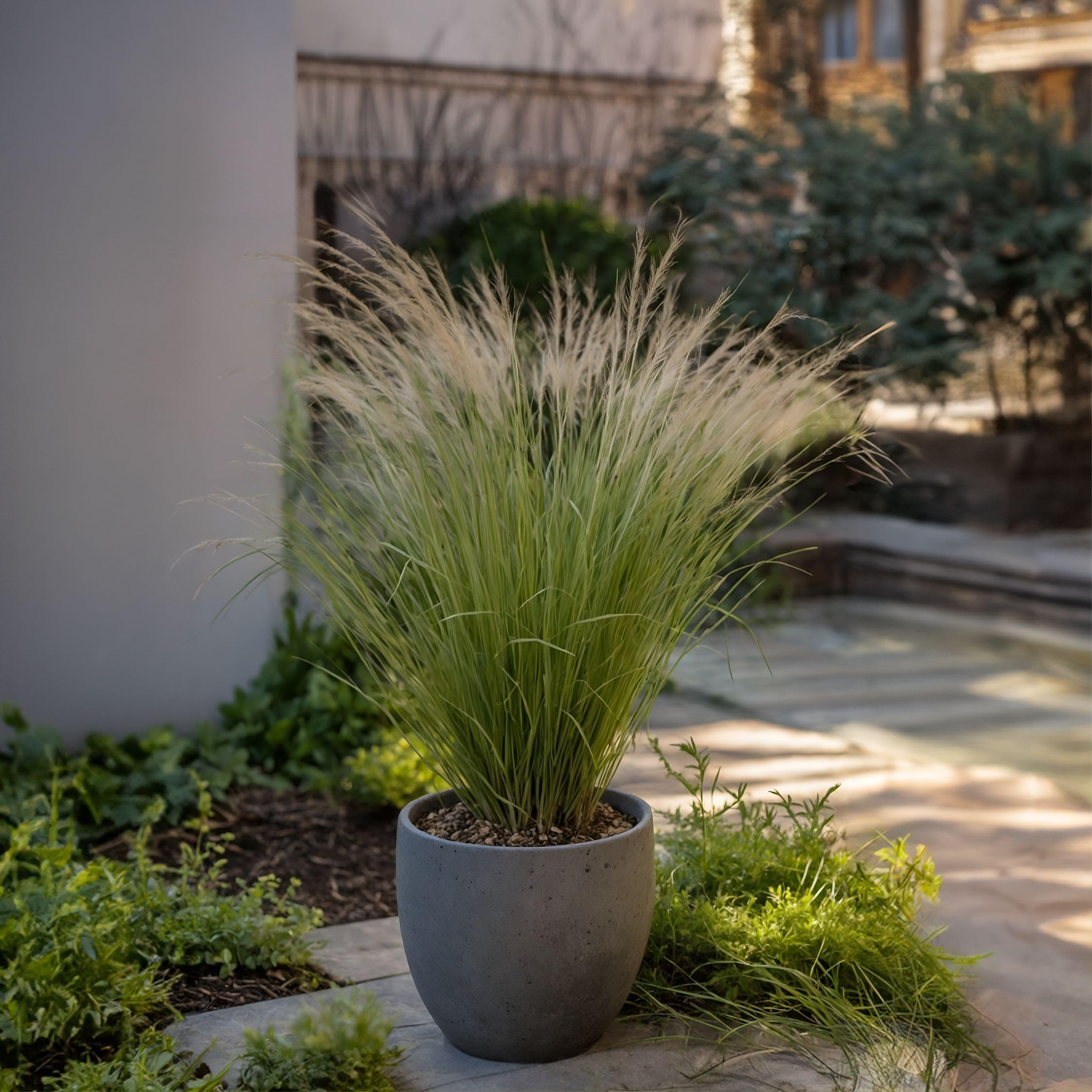 Plant in a Box - Stipa - Set di 9 - 'Pony Tail' - Erba ornamentale - Vaso 9cm - Altezza 20-30cm