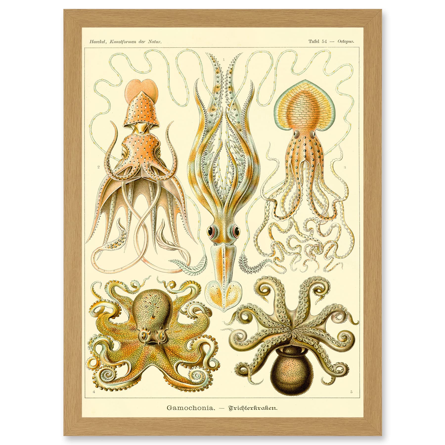 Artery8 Nature Ernst Haeckel Octopus Biology Sea Underwater A4 Artwork Framed Wall Art Print