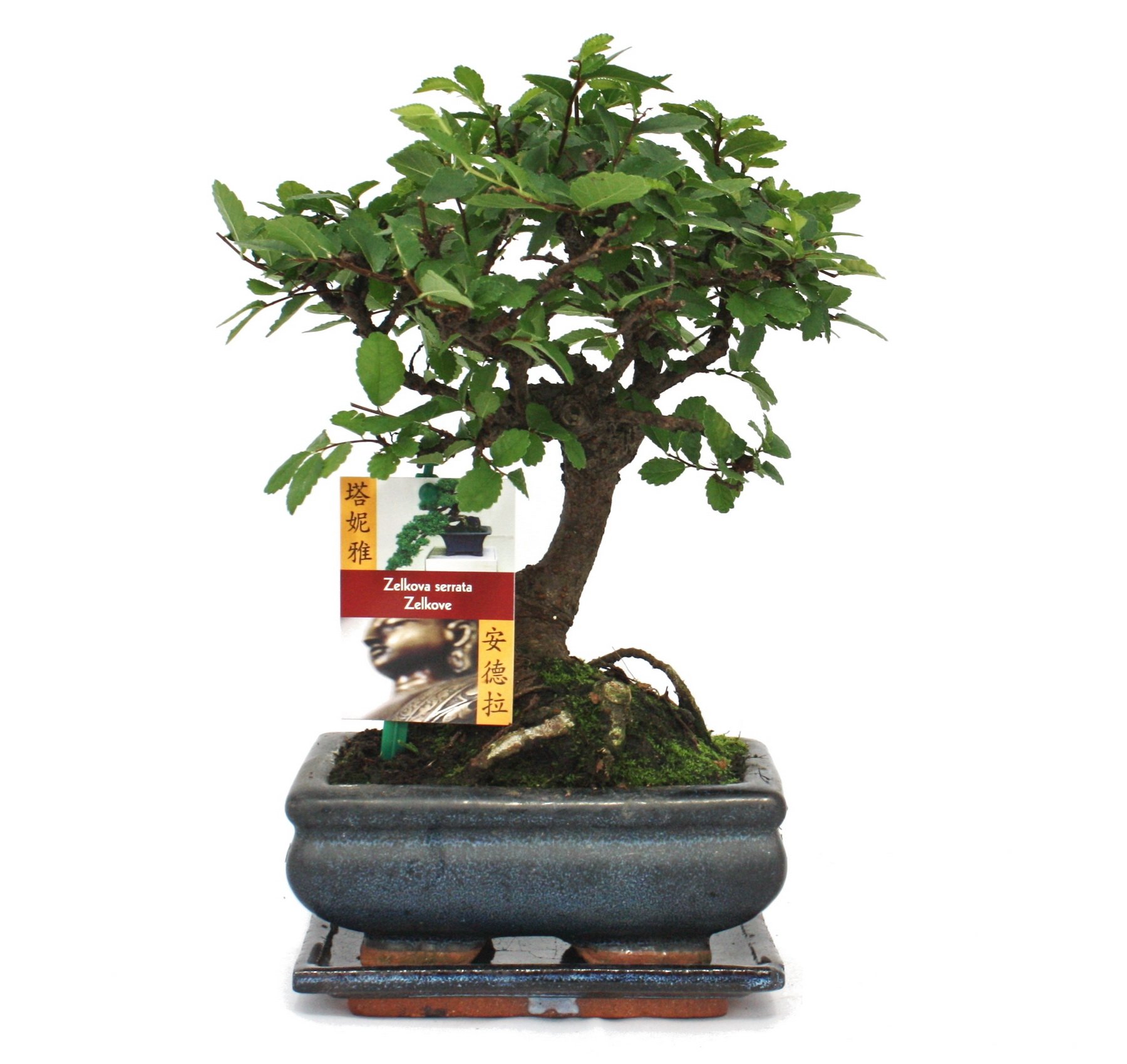 Bonsai Chinesische Ulme - Ulmus parviflora - ca. 6 Jahre - Kugelform