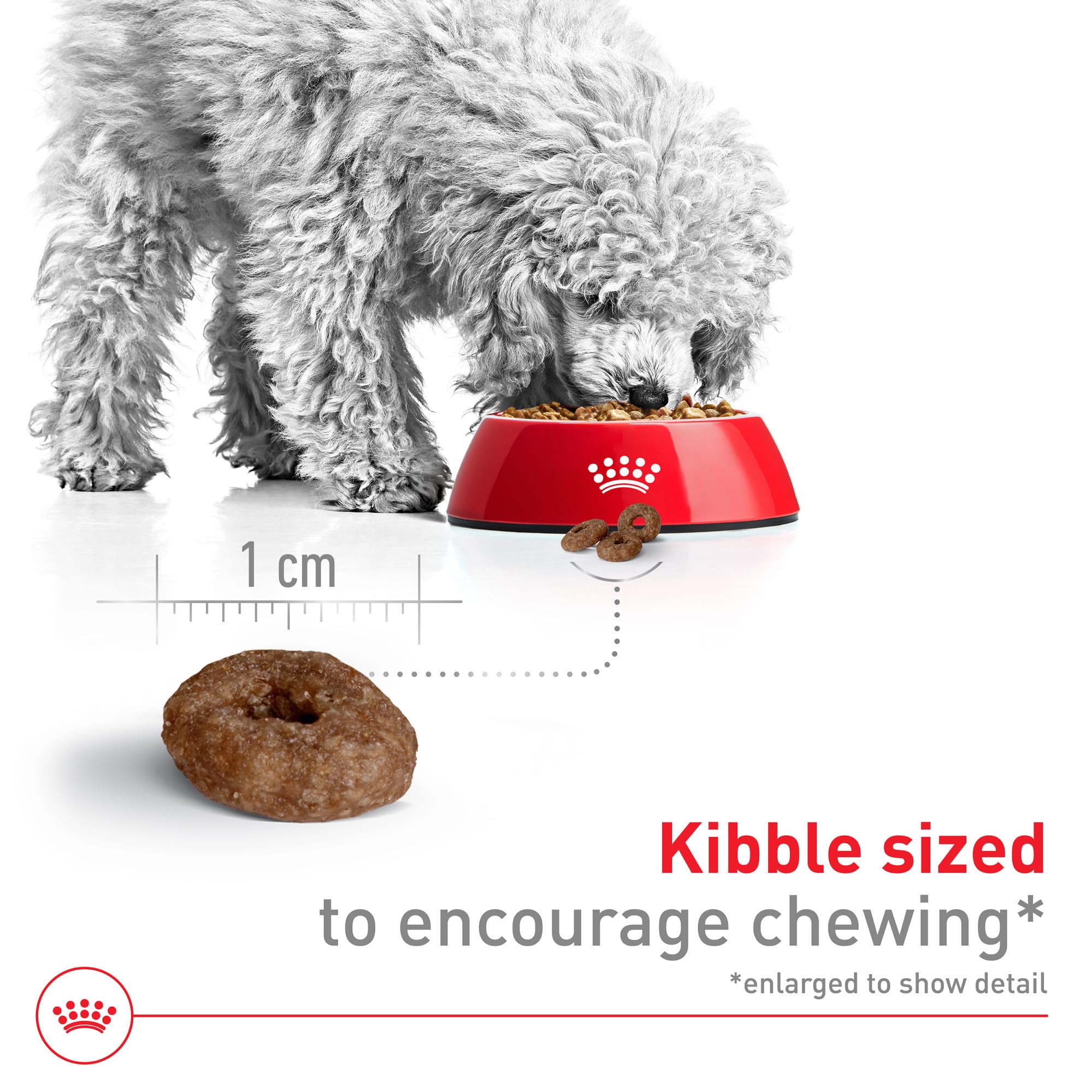 Amazon.com: Royal Canin Size Health Nutrition 小型老化12 歲以上