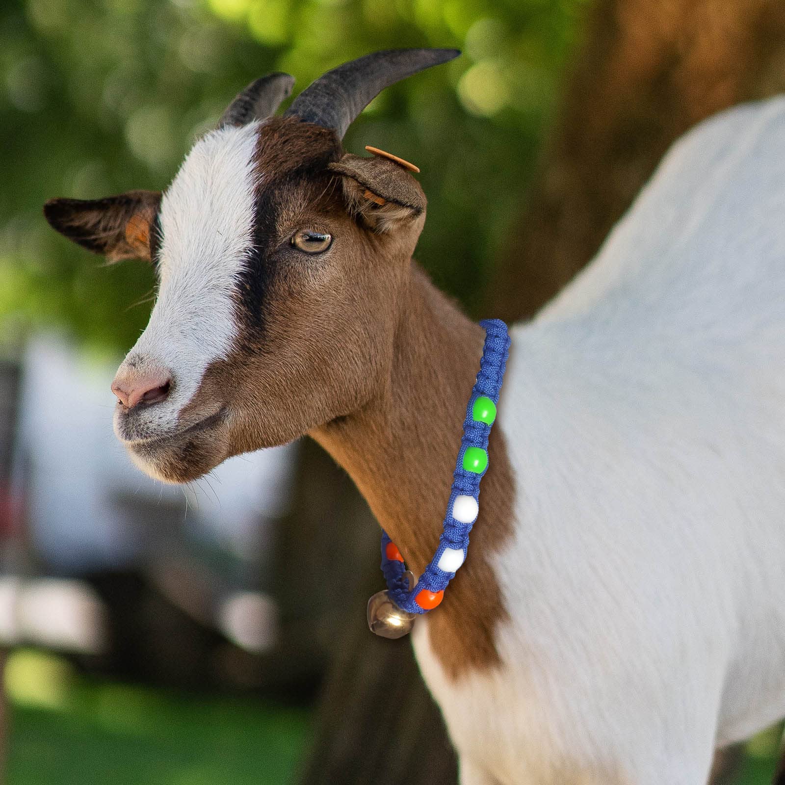 Goat/Sheep Halter Nylon Rope ,Leash,Goat Cord,Sheep Collar,Goat Belt 58 cm Multicolor (B0BTMCQNBH) Amazon Price History, Amazon Price Tracker